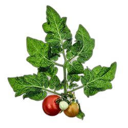 Tomato Leaf